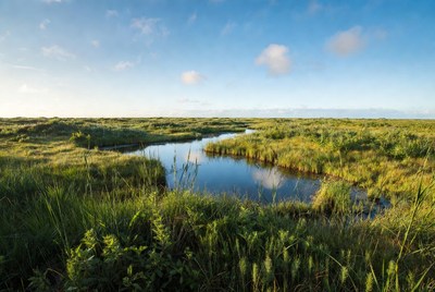 Winding Stream in Green Marshland