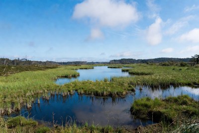 Marshland with green grass and ponds