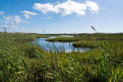 Winding blue stream through green reeds