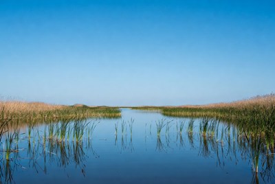 Reeds in Calm Marsh Water