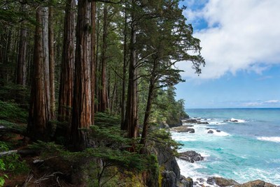 Redwood Forest Cliff Over Pacific Ocean