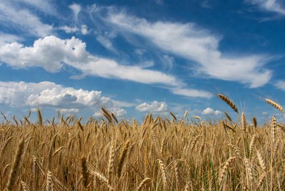 Golden Wheat Field Under Blue Sky