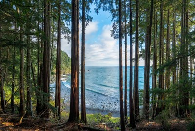 Tall Trees Framing Ocean Beach