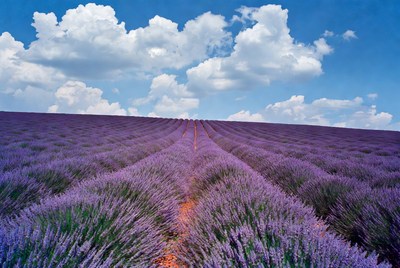 Lavender Field Under Blue Sky