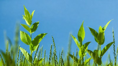Green plants against blue sky