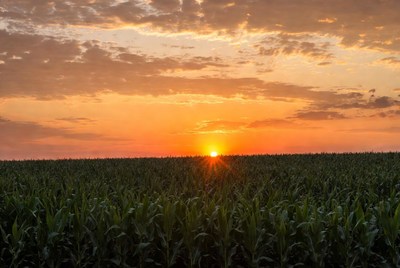 Sunset over cornfield
