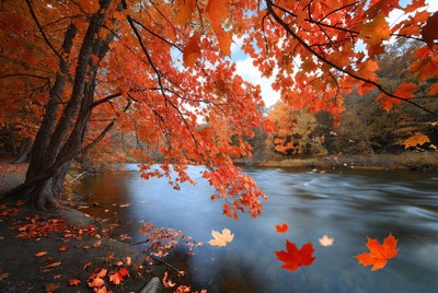 Autumn Maple Trees by River