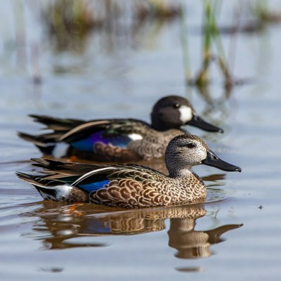 Pair of Cinnamon Teal Ducks Swimming
