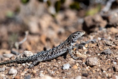 Zebra-tailed lizard on rocky ground