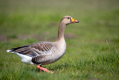 Greylag Goose Standing in Grass