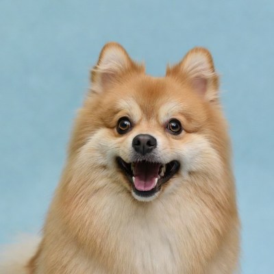 Smiling Pomeranian on blue background