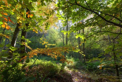 Autumn Forest Path Sunlight