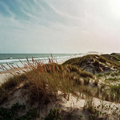 Beach Dunes with Sea Oats