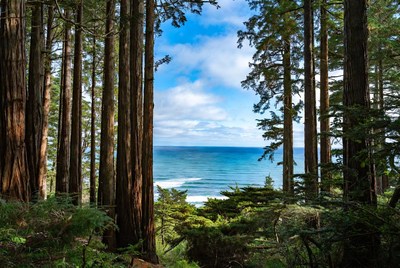 Redwoods Framing Ocean View