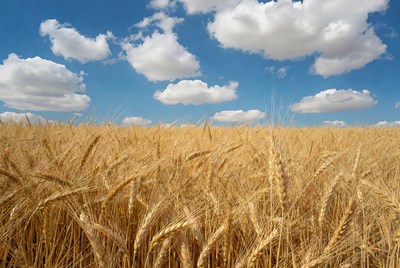 Golden Wheat Field Under Blue Sky