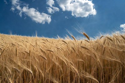 Golden Wheat Field Under Blue Sky