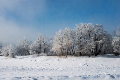 Frost-covered trees in snowy landscape