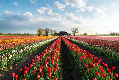 Colorful Tulip Fields with Farmhouse