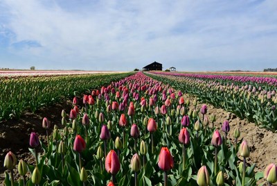 Colorful Tulip Fields with Black Barn