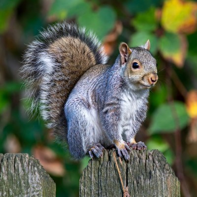 Gray squirrel on wooden fence