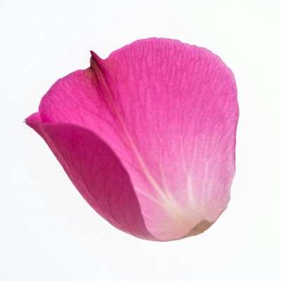 Pink Rose Petal Isolated