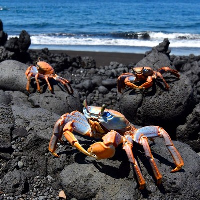 Colorful crabs on black volcanic beach