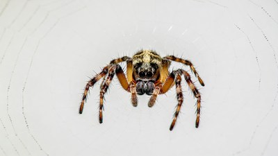 Orange spider on white web