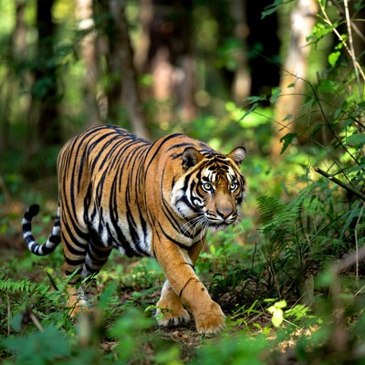 Tiger walking in dense jungle