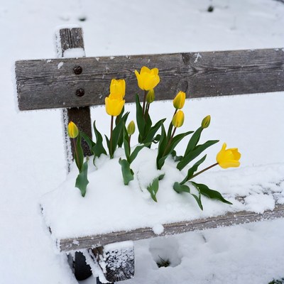 Yellow tulips on snowy wooden bench