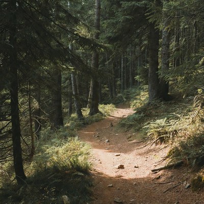 Forest Trail Among Tall Pine Trees