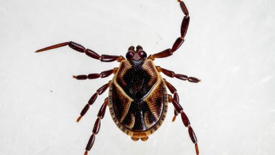 Brown Marmorated Stink Bug