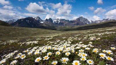 Daisies in valley with snowy mountains