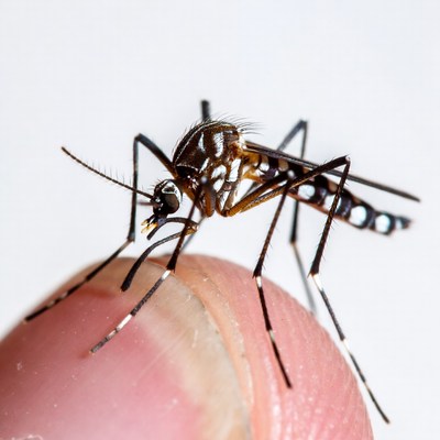 Mosquito on human finger