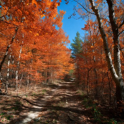 Autumn Forest Path with Orange Trees