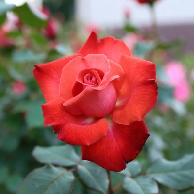 Closeup of vibrant red rose bloom