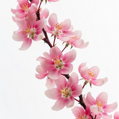 Pink Cherry Blossom Branch
