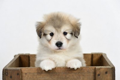 Fluffy puppy in wooden box