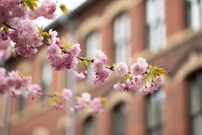 Pink Cherry Blossoms Against Brick Building