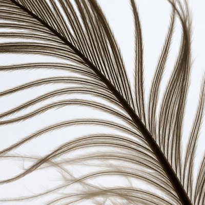 Brown feather on white background
