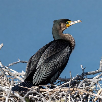 Double-crested Cormorant on Nest