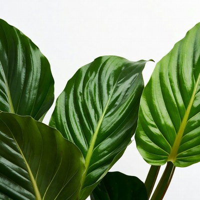 Large Green Philodendron Leaves