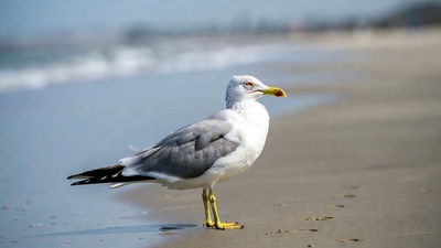Seagull standing on beach