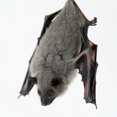 Gray bat hanging upside down