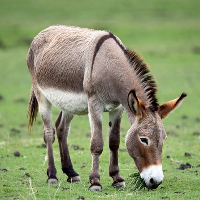 Donkey grazing in green grass