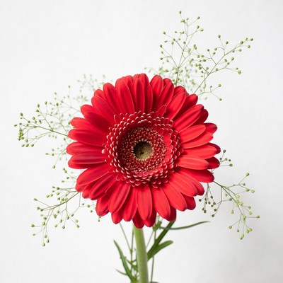 Red Gerbera Daisy with Greenery