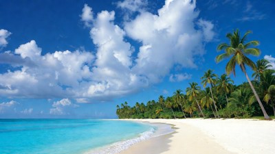 Tropical beach with palm trees