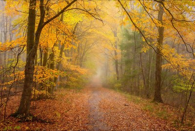 Autumn Forest Path in Fog
