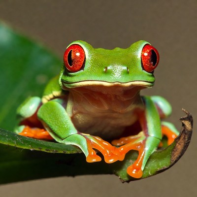 Red-eyed tree frog on leaf