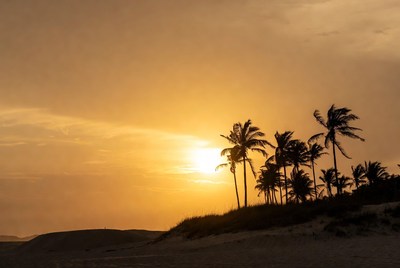 Palm Trees Silhouette at Sunset Beach