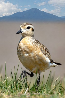 Killdeer bird on grass with mountain